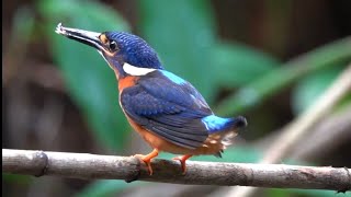 quotGonna catch myself a yummy fishquot Juvenile BLUEEARED KINGFISHER Perfecting his Hunting Skills [upl. by Larrabee]