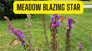 The Ultimate Monarch Magnet Meadow Blazing Star [upl. by Tracay953]