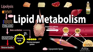 Lipid Fat Metabolism Overview Animation [upl. by Sitruk711]