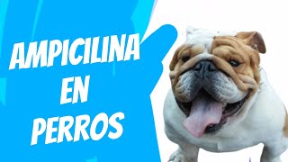 Ampicilina en perros [upl. by Byrd]