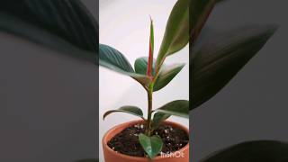 Ficus Elastica care ficus plants shortvideo shorts nature indoorplants plantcare [upl. by Nylahs]