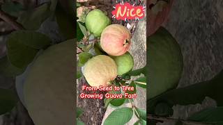 From Seed to Tree🌱 Growing Guava Fast 😍 short shorts shortfeed guava fruitplant [upl. by Fabiolas]