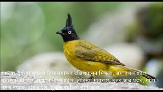 Black crested bulbul natural sound  ब्लॅक क्रेस्टेड बुलबुलचा आवाज  माहितीसह [upl. by Estella]