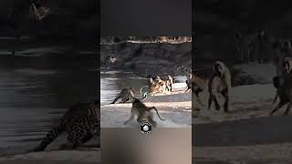 Group Of Baboons Attack Leopard shorts leopard baboons [upl. by Eugatnom948]