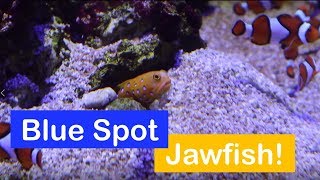 🐟 How to care for a Blue Spotted Jawfish Species Spotlight [upl. by Clymer]