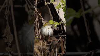 Tailor Bird preening [upl. by Leahicm]