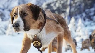 Best Action Movies 2021  Brave Dog  Best Hollywood Action Movie Of All Time 2021 [upl. by Scales]