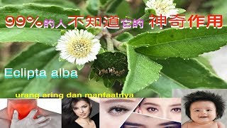 旱蓮草鳢肠功效與作用 Eclipta Alba Karisalankanni benefits and usages manfaat urang aring bagi rambut [upl. by Wickman213]