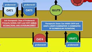 Gout  Urateuric acid Renal Transport  Lesinurad and Probenecid [upl. by Ahselat712]