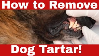 Transform Your Dogs Smile How to Get Rid of Dog Tartar [upl. by Truda924]