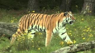 Tijger Safaripark Beekse Bergen [upl. by Rebah]