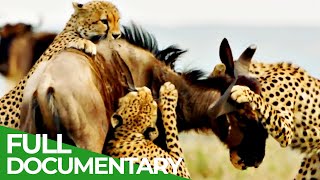 Cheetahs  Africas Fastest Hunters  Free Documentary Nature [upl. by Ojyllek]