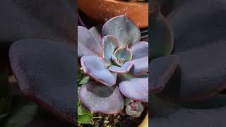 Graptoveria Gypsy Leaf Propagation 多肉吉普赛叶孵 echeveria succulentpropagation graptoveria [upl. by Mathilda]