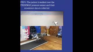 Introducing Stridewaystrideway gaitanalysis referralvetclinic aceveteuroa [upl. by Sirref]