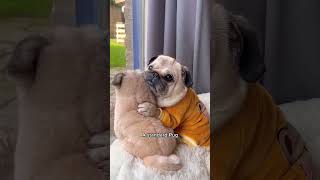 A Song Dedicated to Pugs 🐶✨ dog shorts pug Song by Pug Donut [upl. by Weil]