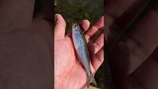 숭어 플라이낚시 Flathead Mullet Fly Fishing [upl. by Eelyme]