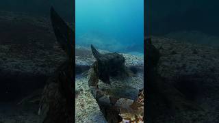 Following big carpet shark coogeebeach freediving [upl. by Joacima386]