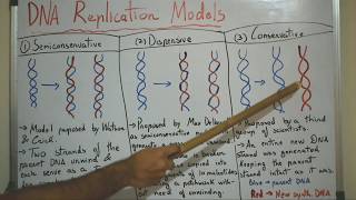 DNA Replication Models  Semiconservative Dispersive Conservative [upl. by Niwdla974]