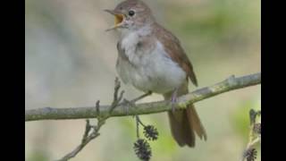 NIGHTINGALE SONG4 hours REALTIME Beautiful Nightingale SingingBirdsongNature soundspart 2 [upl. by Ititrefen]