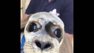 Seal video archive museum another cute baby seal pup from skegness natureland sanctuary 👌🦭rescued [upl. by Filomena318]