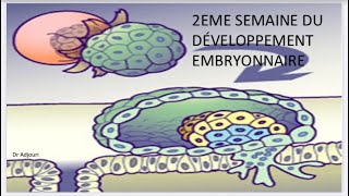 ✅Embryologie7 2eme Semaine du development بطريقة بسيطة و سهلة اجي تفهم و تحفظ 🤓 [upl. by Aeuhsoj]