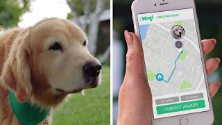 Wag The 1 OnDemand Dog Walking App [upl. by Aita]