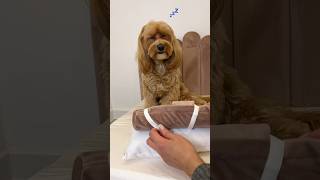 Meraviglioso lettino per cani 🩷 maltipoo cagnolino maltipooshorts [upl. by Nyltyak]