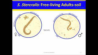 Strongyloides stercoralis Nematodes [upl. by Iot]