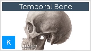 Temporal Bone  Definition Location amp Parts  Human Anatomy  Kenhub [upl. by Ennovahs109]