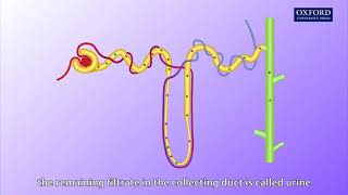 Animation E1 11 Ultrafiltration and reabsorption [upl. by Taggart]