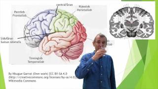 Nervsystemet del 9 hjärnbarken cortex [upl. by Grimbald]