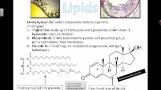 Intro to Lipids 2016 IB Biology [upl. by Keane]