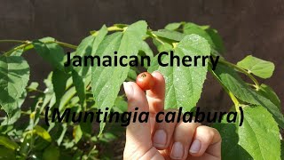 Jamaican Cherry  Muntingia calabura [upl. by Harwell]