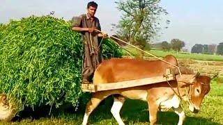 Beautiful redbull heavy loading  Powerful bull pulling a heavy loaded cart  Punjab village life [upl. by Isaac]