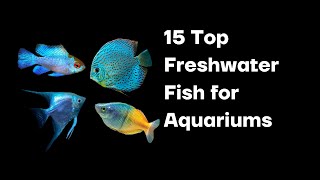 15 Top Freshwater Fish for Aquariums [upl. by Rovert]