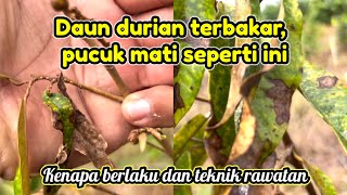 Daun durian jadi hitam pucuk mati daun kuning apakah punca dan rawatan yang berkesan [upl. by Akinnor]