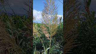 Arundo donax  Giant Reed  Spanish Cane  Giant Cane [upl. by Natfa]