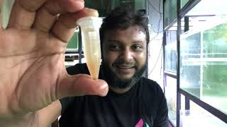 ডি ক্যাপ ব্রাইন স্রিম্প কি What is Decapsulated Brine Shrimp। Difference between Decap Brine Shrimp [upl. by Anaujal867]