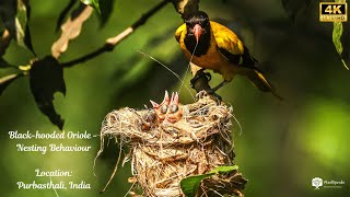 BlackHooded Oriole Nesting Behavior  Feeding Chicks in Purbasthali  4K Wildlife Video nature [upl. by Amarette]