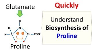 Proline Biosynthesis [upl. by Inod]