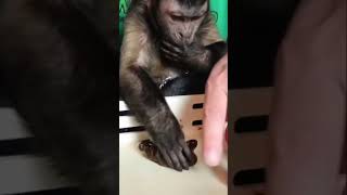 Monkey plays with potty putty monkey playing fun smart shorts [upl. by Nylatsirk]