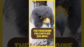 Peregrine Falcons are FAST [upl. by Robaina]