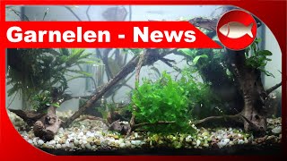 Große Veränderung und Neuigkeiten von den Zwerggarnelen  Hobby NanoAquaristik  Aquaristik [upl. by Oremar]