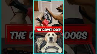 CAR ஓட்டும் நாய்கள்‼️🤯💥 dog doglover driving facts [upl. by Erikson227]