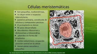 BOTÁNICA Unidad 9 Meristemas vegetales 1° de 3 vídeos [upl. by Jamill]