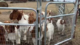 Yearling Does  StartGrow Your Herd of Boer Goats boer meatgoats boergoats goatfarming goats [upl. by Sikleb313]