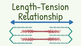 Length Tension Relationship  LengthTension Diagram of Muscle [upl. by Vala274]