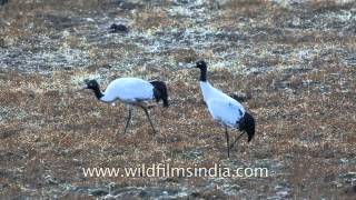 Blacknecked Cranes Grus nigricollis in Bhutan [upl. by Abramson291]