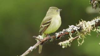 Yellowbellied Flycatcher [upl. by Attaynek]