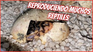 NUESTRA MEJOR TEMPORADA DE REPRODUCCIÓN 🐍🐢🦎 [upl. by Luemas824]